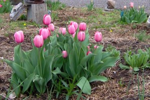 I miss my tulips, against the old stone wall